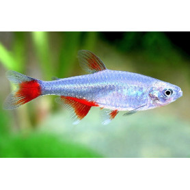 Aphyocharax	anisitsi - tetra aleta sangrante Aphyocharax	anisitsi /rubripinni