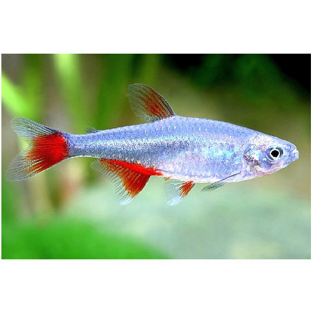 Aphyocharax	anisitsi /rubripinni