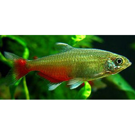 Aphyocharax Rathbuni - Tetra Flamenco