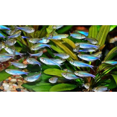 Boehlkea Fredcochui - Tetra Azul