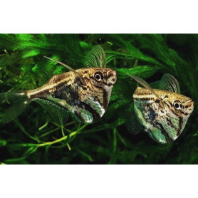 Carnegiella Strigata - Pez Hacha Marmol Carnegiella Marthae - Pez Hacha