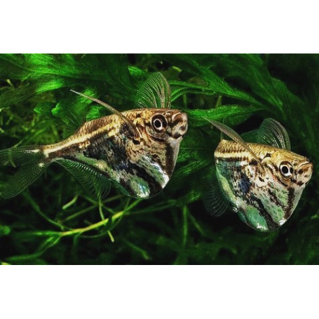 Carnegiella Marthae - Pez Hacha