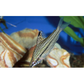 Chilodus punctatus - Tetra Lapiz Punteado Chilodus punctatus - Tetra Lapiz Punteado