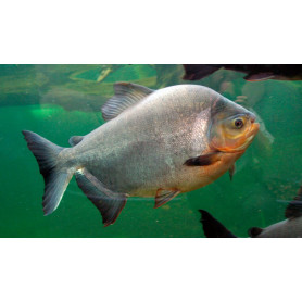 Colossoma brachypomum - Pez Pacu Colossoma brachypomum - Pez Pacu