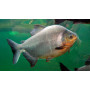 Colossoma brachypomum - Pez Pacu