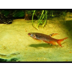 Copella arnoldi - Tetra splash