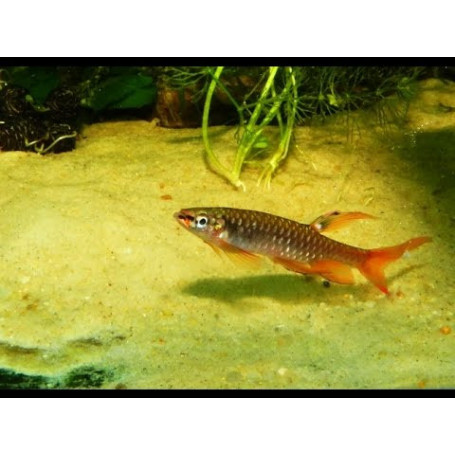 Copella arnoldi - Tetra splash