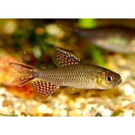 Crenuchus spilurus - Tetra real Crenuchus spilurus - Tetra real
