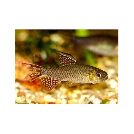 Crenuchus spilurus - Tetra real