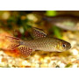 Crenuchus spilurus - Tetra real