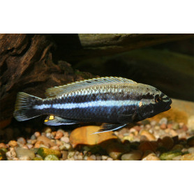Melanochromis Auratus Melanochromis Auratus