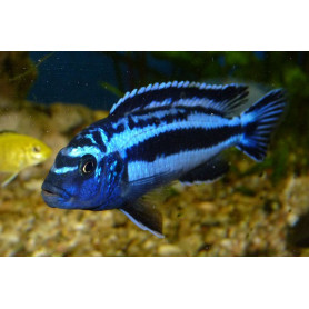 Melanochromis Cyaneorhabdos Melanochromis Cyaneorhabdos