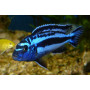 Melanochromis Cyaneorhabdos