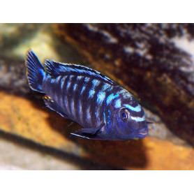 Melanochromis Interruptus Melanochromis Interruptus