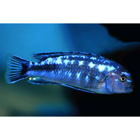 Melanochromis Johanni