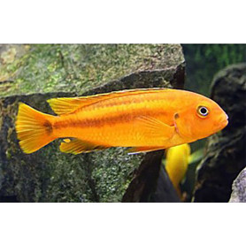 Melanochromis Johanni Red Melanochromis Johanni Red
