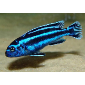 Melanochromis Maingano Melanochromis Maingano