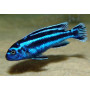 Melanochromis Maingano