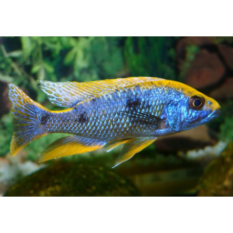 Otopharynx Lithobathes