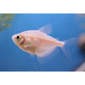 Gymnocorymbus ternetzi gold - Monjita oro Gymnocorymbus ternetzi gold - Monjita oro