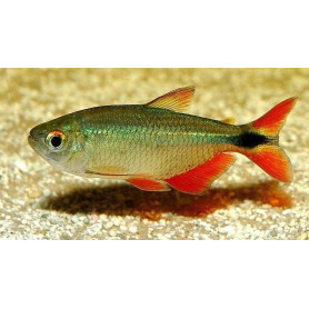 Hemigrammus caudovittatus - Tetra buenos aires