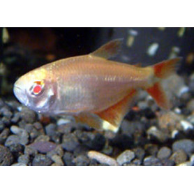 Hemigrammus caudovittatus gold - Tetra buenos aires gold Hemigrammus caudovittatus gold - Tetra buenos aires gold