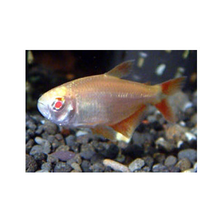 Hemigrammus caudovittatus gold - Tetra buenos aires gold