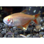 Hemigrammus caudovittatus gold - Tetra buenos aires gold