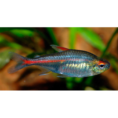 Hemigrammus erythrozonus - Tetra luminoso
