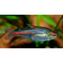 Hemigrammus erythrozonus - Tetra luminoso