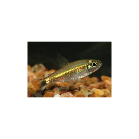 Hemigrammus hyanuary - Neon Costello