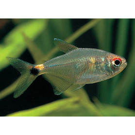 Hemigrammus ocellifer - Tetra farolillo Hemigrammus ocellifer - Tetra farolillo