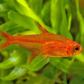 Hyphessobrycon amandae - Tetra ambar Hyphessobrycon amandae - Tetra ambar