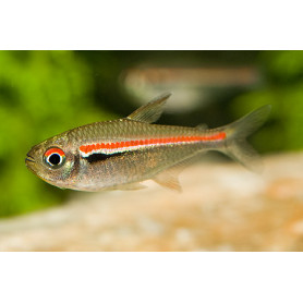 Hyphessobrycon amapaensis - Tetra linea roja Hyphessobrycon amapaensis - Tetra linea roja
