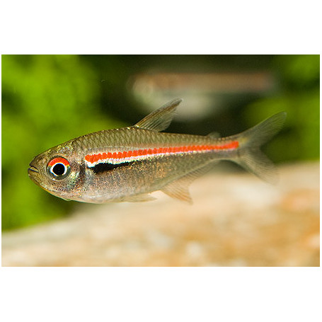 Hyphessobrycon amapaensis - Tetra linea roja