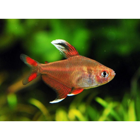 Hyphessobrycon bentosi - Tetra bentosi