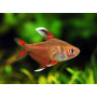 Hyphessobrycon bentosi - Tetra bentosi