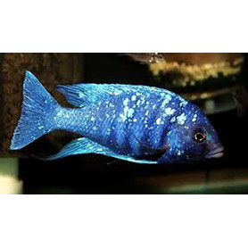 Placidochromis Phenochilus Placidochromis Phenochilus