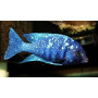 Placidochromis Phenochilus