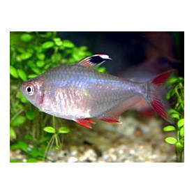 Hyphessobrycon	ecuadoriensis - Tetra colombia Hyphessobrycon	ecuadoriensis - Tetra colombia