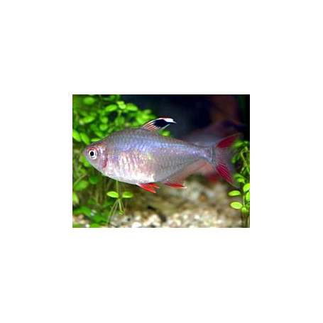 Hyphessobrycon	ecuadoriensis - Tetra colombia