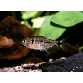 Hyphessobrycon elachys - Tetra arco Hyphessobrycon elachys - Tetra arco