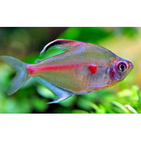 Hyphessobrycon erythrostigma - Tetra corazón sangrante