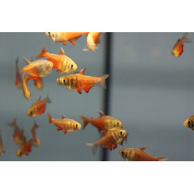 Hyphessobrycon flammeus - Tetra llama