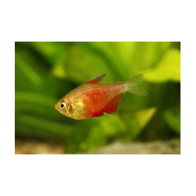 Hyphessobrycon flammeus orange - Tetra llama naranja Hyphessobrycon flammeus orange - Tetra llama naranja