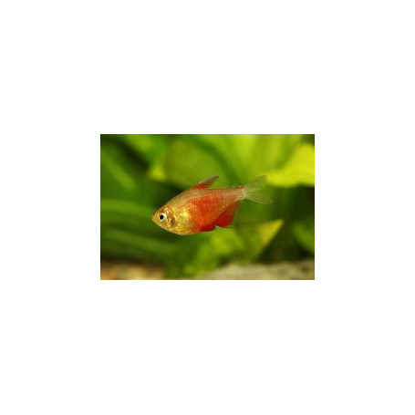 Hyphessobrycon flammeus orange - Tetra llama naranja