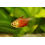 Hyphessobrycon flammeus orange - Tetra llama naranja