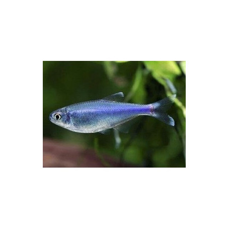 Hyphessobrycon	metae - Tetra purple