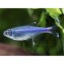 Hyphessobrycon	metae - Tetra purple