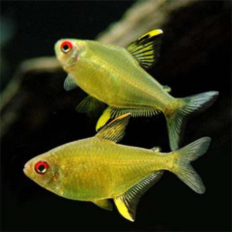 Hyphessobrycon pulchripinnis - Tetra limon